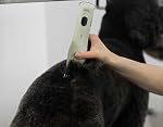 Wahl Professional Animal KMC+ 2-Speed Cordless Clipper - Detachable Blade Pet & Dog Clipper Kit - Patented Ergonomic Housing Design - Premium Pet Clipper - Sage Green- Model 59133