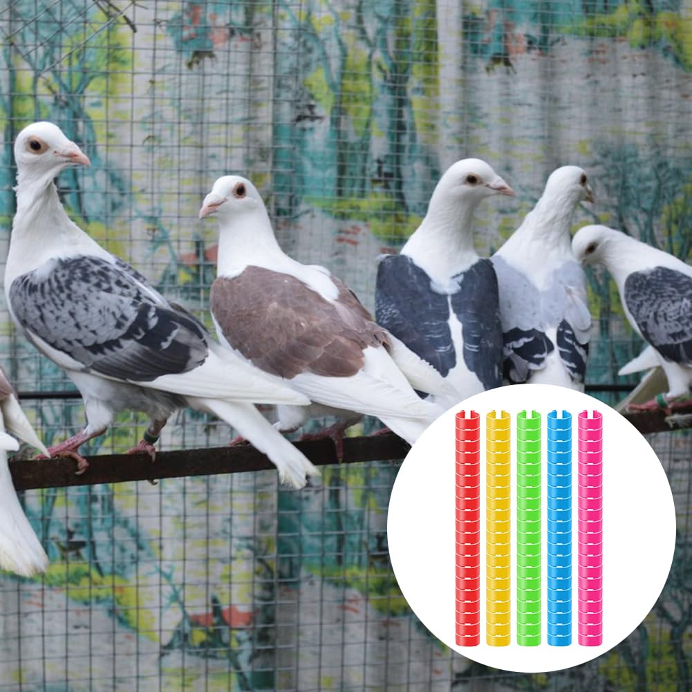 100 Anneaux Pigeon 8mm - 5 Couleurs Pour Identification Volaille, Poules, Canards
