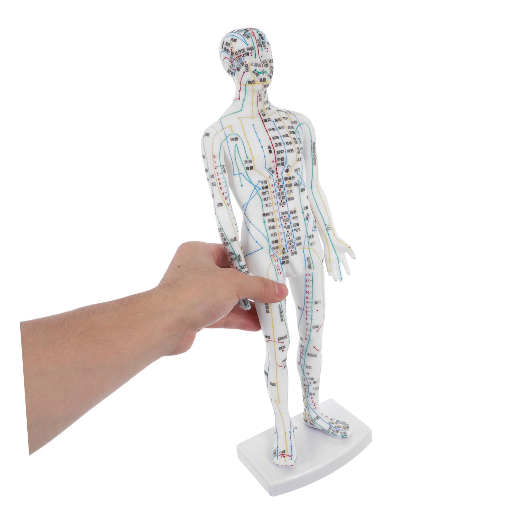 Manichino Meridiani Corpo Umano Bianco in Plastica per Agopunti | Aule Cliniche, Istruzioni Localizzazione, Supporto Gestione Salute, Professionisti, Operatori del Massaggio