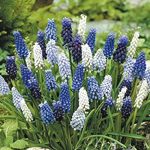 Amazon 国華園 秋植え球根 ムスカリ 4種ミックス 花色見計らい 30球 21年秋商品 球根 Amazon 国華園 秋植え球根 ムスカリ 4種ミックス 花色見計らい 30球 21年秋商品 球根