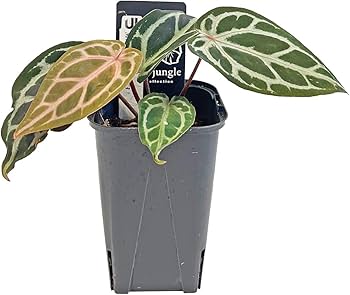 Amazon｜アンスリウム ミシェルxザラ F3 3.5号 水苔管理 アーバン