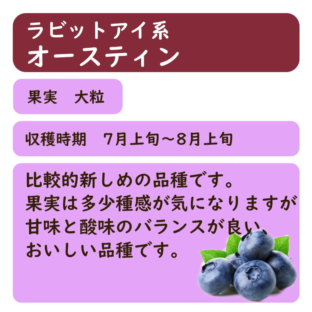 Amazon｜【 選べる 】ラビットアイ系 ブルーベリー【 オースティン