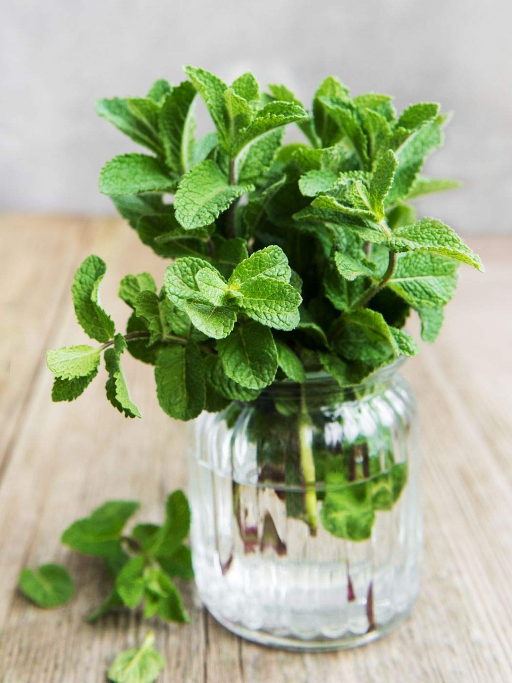 Rameshvar Enterprises | Peppermint Healthy Live Plant (B08CB9ZR9G) Amazon Price History, Amazon Price Tracker