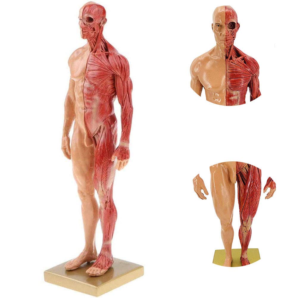 Sjdopulse Men's 11 Inch Resin Art-Musculoskeletal Anatomy Mannequin Structure Art Model-Used For Painting Art And Sculpture