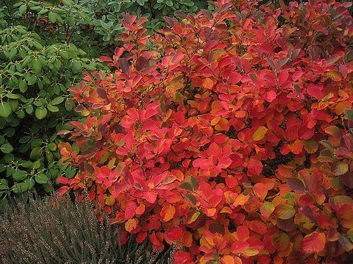 Fothergilla Bush - White Flowering Shrub & Fall Color - Live Plant Shipped 1 To 2 Feet Tall (No California) #TOP6
