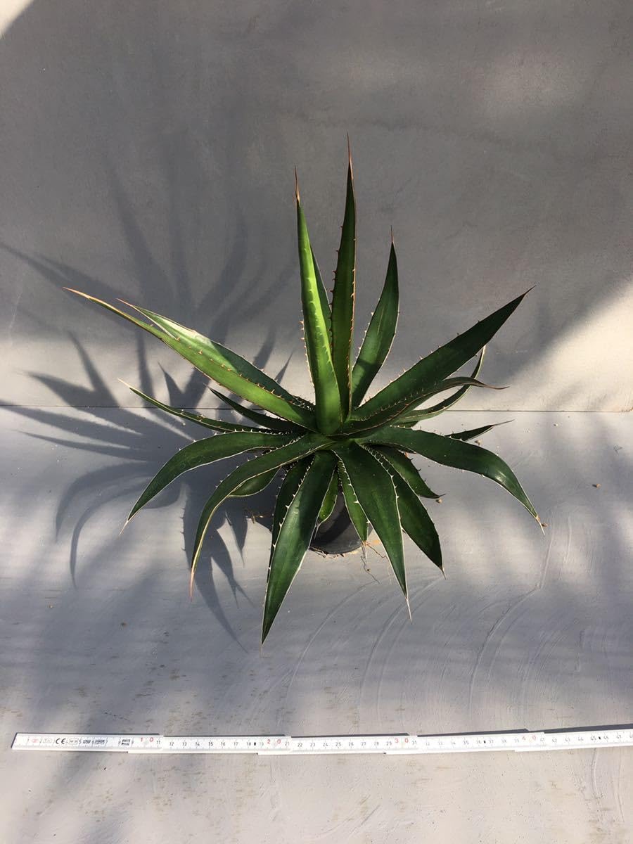 Amazon.co.jp: アガベ ホリダ ペロテンシス Agave horrida ssp