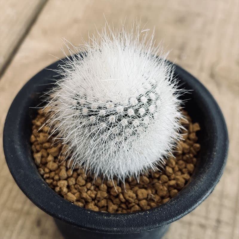 スキンダプサス バクダパティ斑入りC1 ホワイトクリスタルのおまけ付き スキンダプサス バクダパティ斑入りC1 ホワイトクリスタルのおまけ付き