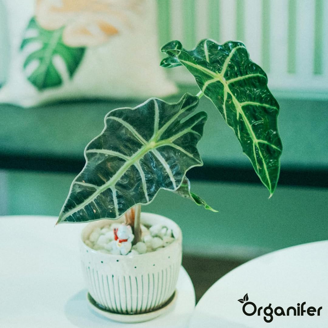 Fertilizante Líquido Para Alocasia - 4x1L - NPK 2-1-8 | Fertilizante Para Hojas Abundantes Y Tallos Fuertes - Favorece Raíces Y Vitalidad - Organifer