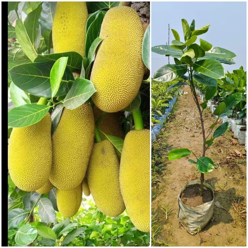 Thai AllTime Grafted Jackfruit Plant, Grafted All seasons Jackfruit EchaVegetable/Fruit Plant (Height 1-2 FT) Original Sweet Jackfruit Ali Agency. (B0D3ZFGSGT) Amazon Price History, Amazon Price Tracker