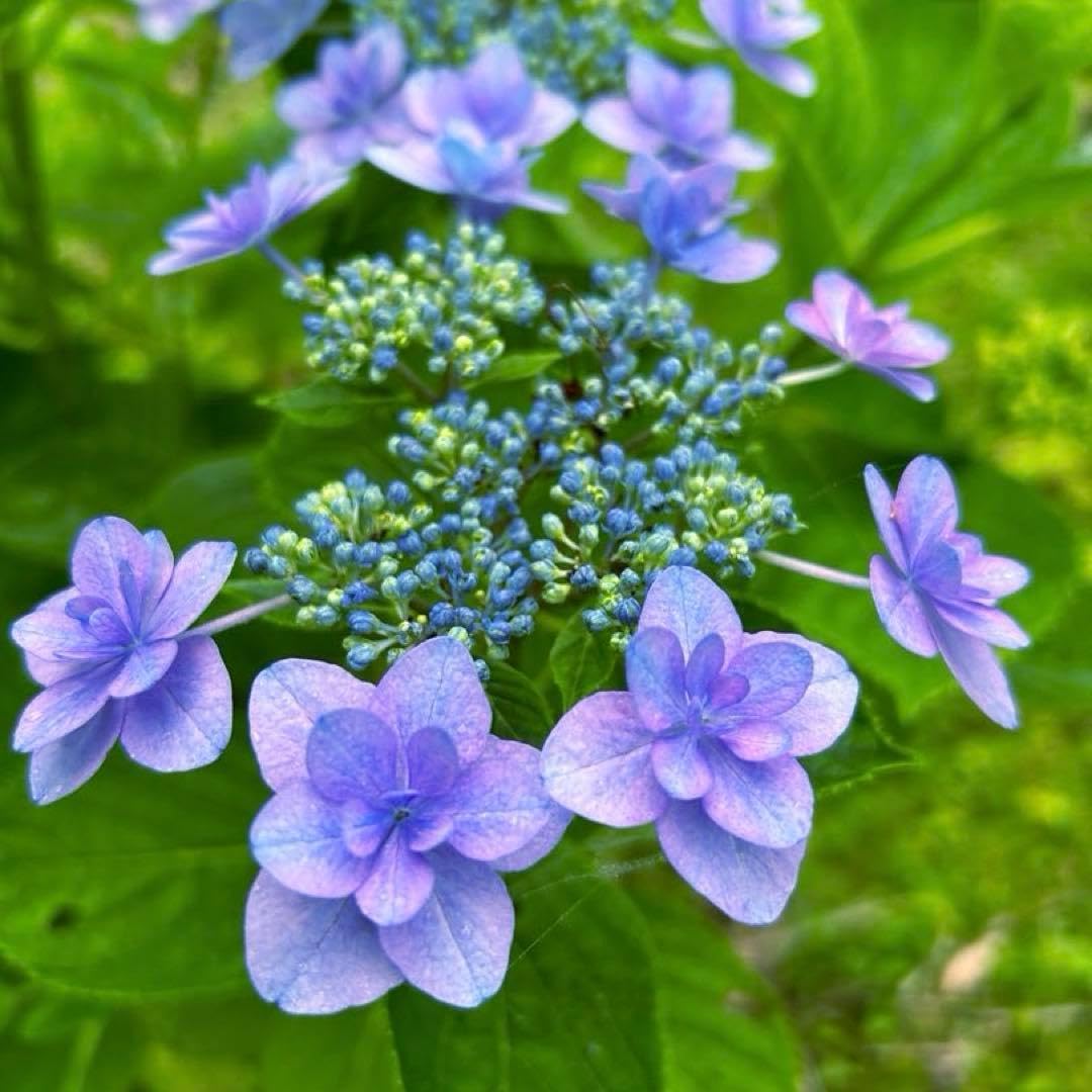 Amazon.co.jp: ガクアジサイ（抜き苗）紫陽花 アジサイ苗木 : DIY