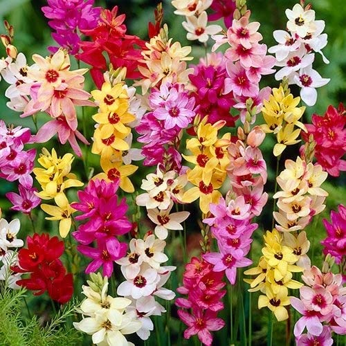 Audbhidhi Ixia /Corn Lily Flowers Bulbs | All Winter Season Mixed Colours Flower Bulbs |(Pack of 5 Flower Bulbs (B0BKWJT9GR) Amazon Price History, Amazon Price Tracker