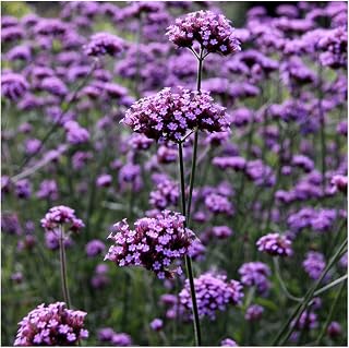 Verbena bonariensis Seeds. Purple Top. RHS AGM