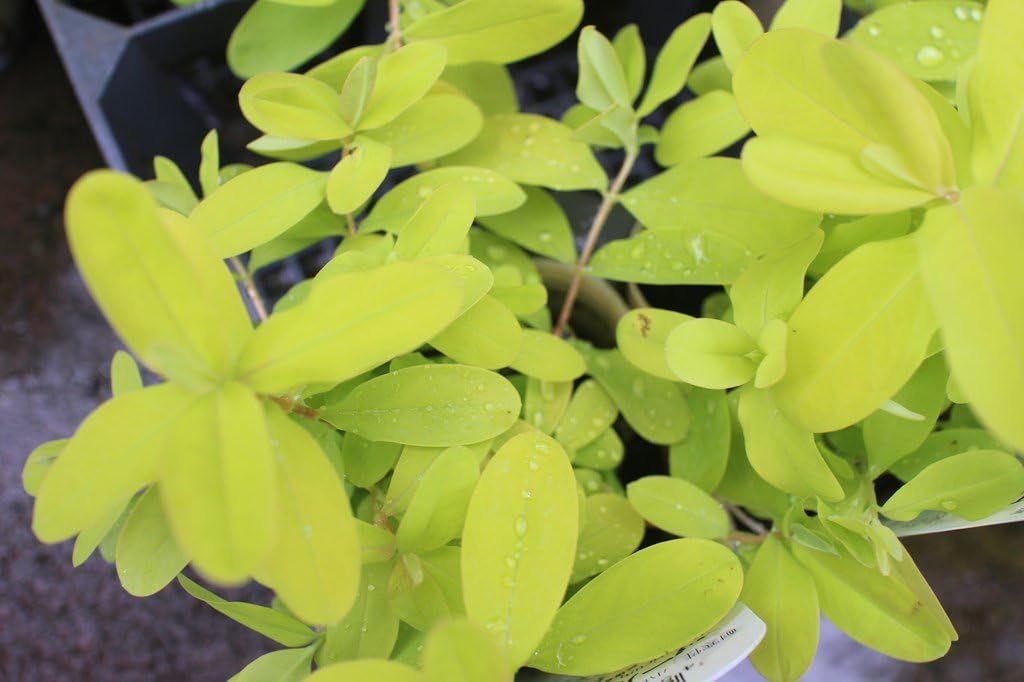 Amazon Co Jp 庭木苗 まとめ買い ヒペリカム ゴールドフォーム ３ポットセット 3寸苗 送料込価格 ホーム キッチン