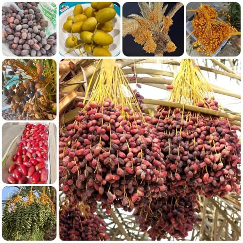 Semillas de palmera datilera, Comprar semillas de palmera datilera, en resistentes al exterior verdes 20pcs