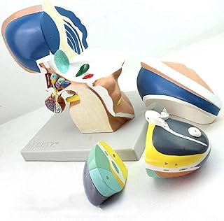 Anatomical Model Brain, Brainstem Model, Human Brainstem Brain Stem Model and Nuclei of The Hypothalamus - 3X Magnifying, Perfect for Displaying and Explaining to Patients/Students, 4Parts