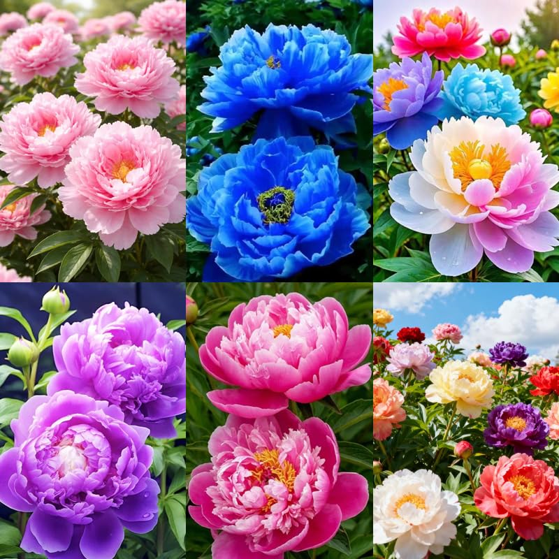 295+ Seeds Double Beautiful Peonies for Planting Outdoor-Perennial Exotic Plant Seeds for Multi-Colored Peony