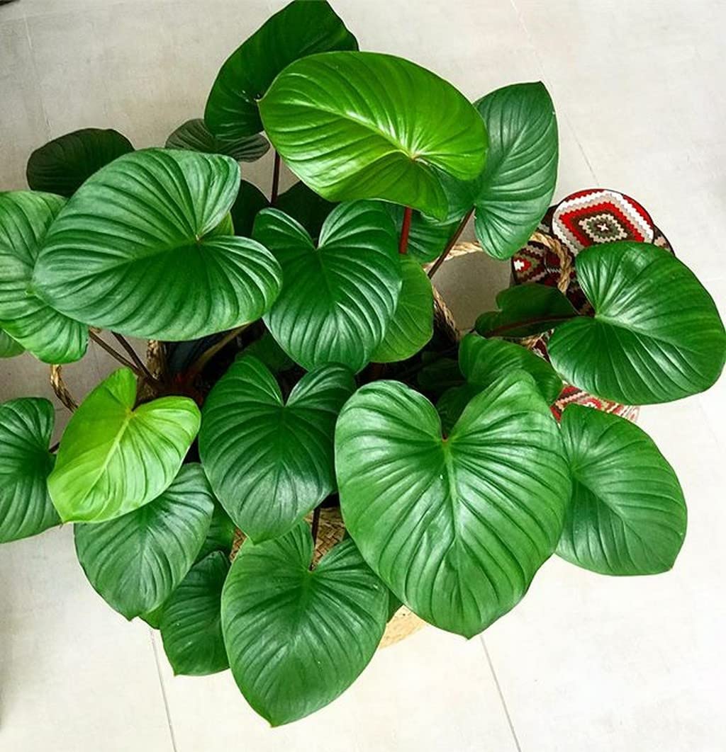 OhhSome Homalomena Rubescens Indoor Plants For All Seasons Healthy Live (Healthy Live Plant) (B09SDFSF1F) Amazon Price History, Amazon Price Tracker