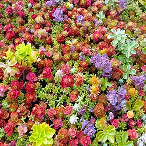 20 Fresh Stem Cuttings from Cold Hardy Stonecrop Sedum Plants - for Propagation - Cold Hardy