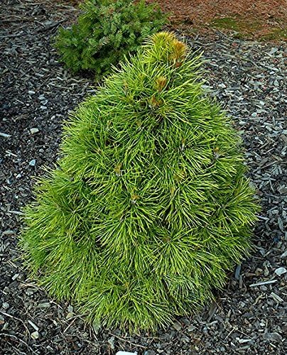 Moseri Dwarf Winter Gold Austrian Pine - 1 Year Live Plant