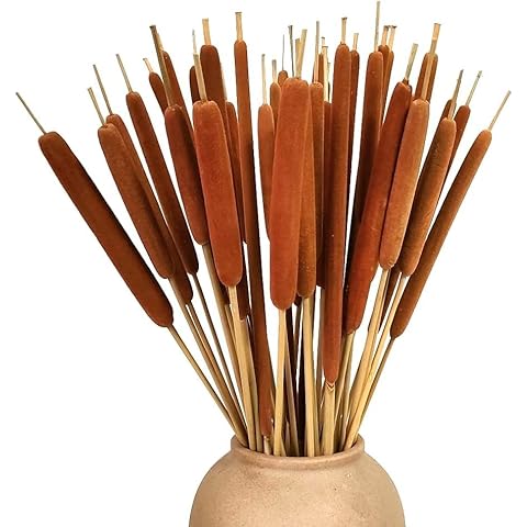 DongArts 40 Pcs Dried Natural Cattails Jumbo for Rustic Floral Arrangement 17 inch, Fall Wedding Display or Lakefront Themed Center Pieces Home Decoration Cover
