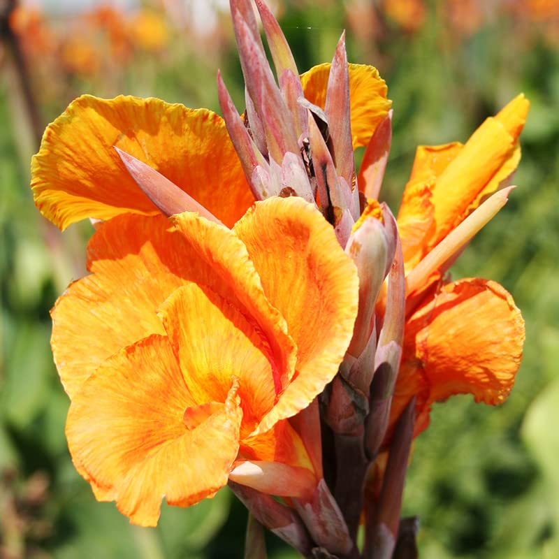 Wyoming Canna Flower Bulbs