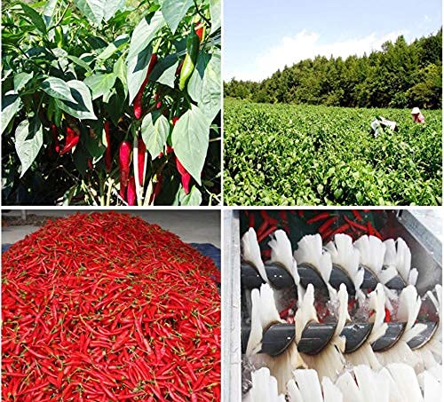 Chaeun Korean Premium Red Chili Pepper Flakes Seasoning Powder Gochugaru 1.1Lb 500G, Origin Korea - Coarse Fine Type 한국산 태양초 고춧가루 (Midium Spicy - Coarse), 1.1 Pound (Pack Of 1) #TOP7