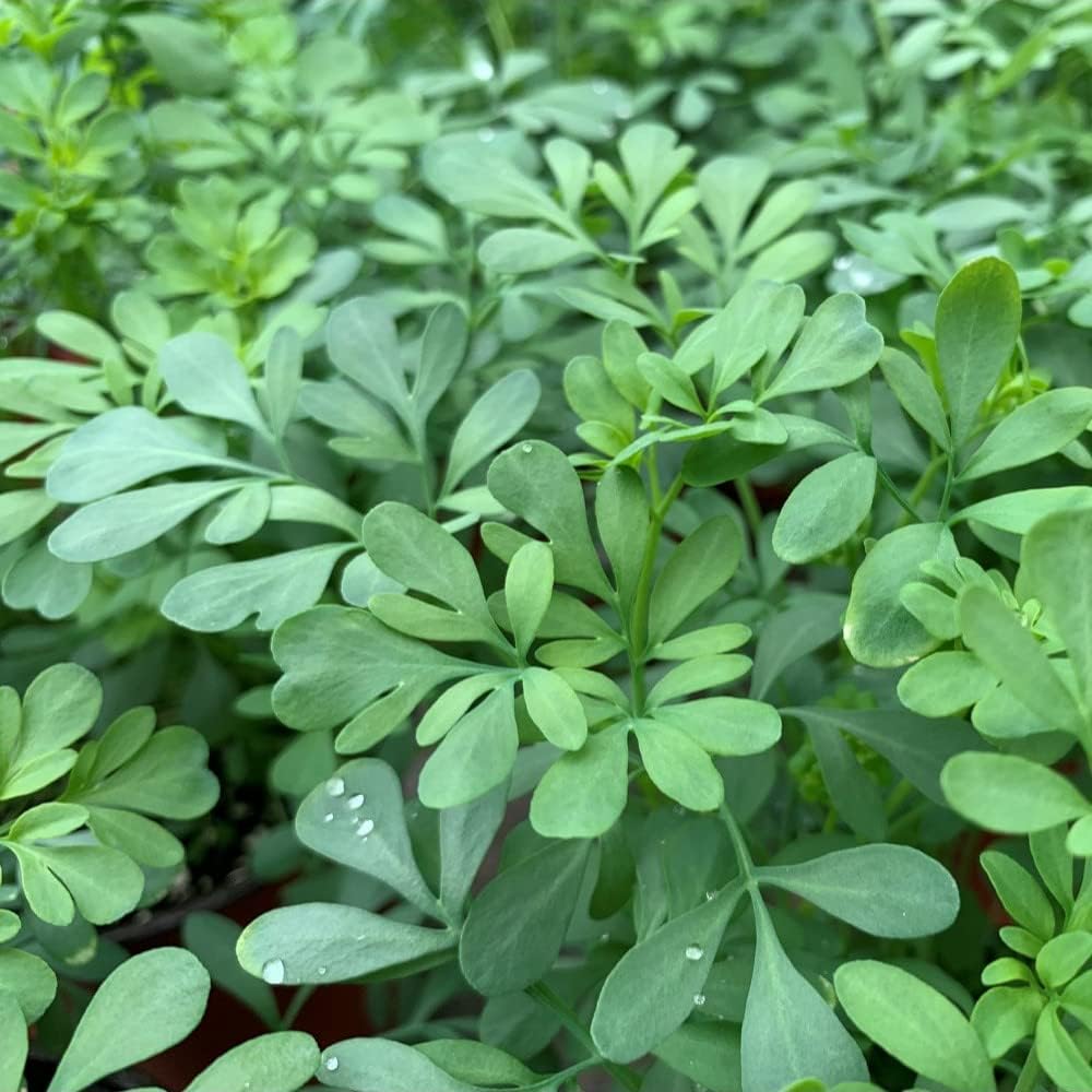 Hierba de Gracia - Ruda - Planta Natural - Ruta Graveolens: Amazon.es ...