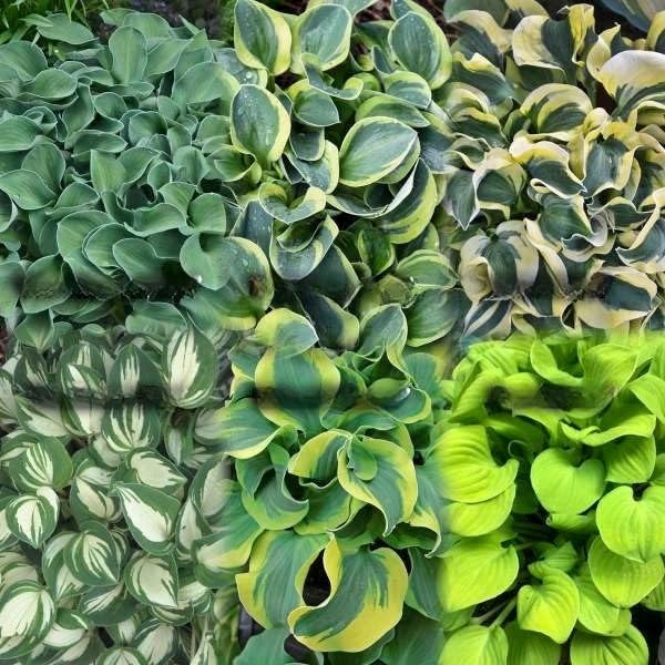 Votaniki Hosta Mini Mix