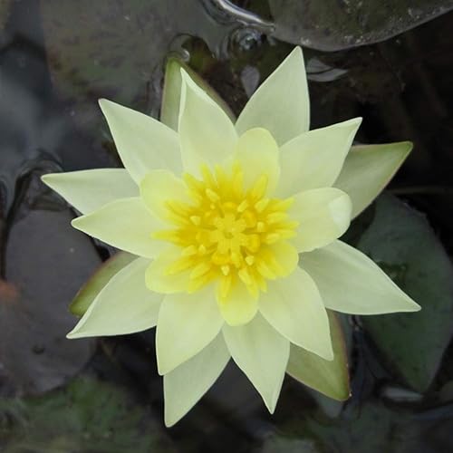 Nymphaea Joey Tomocik Yellow Hardy Water Lily Rizoma Planta de acuario vivo BUY2GET1FREE