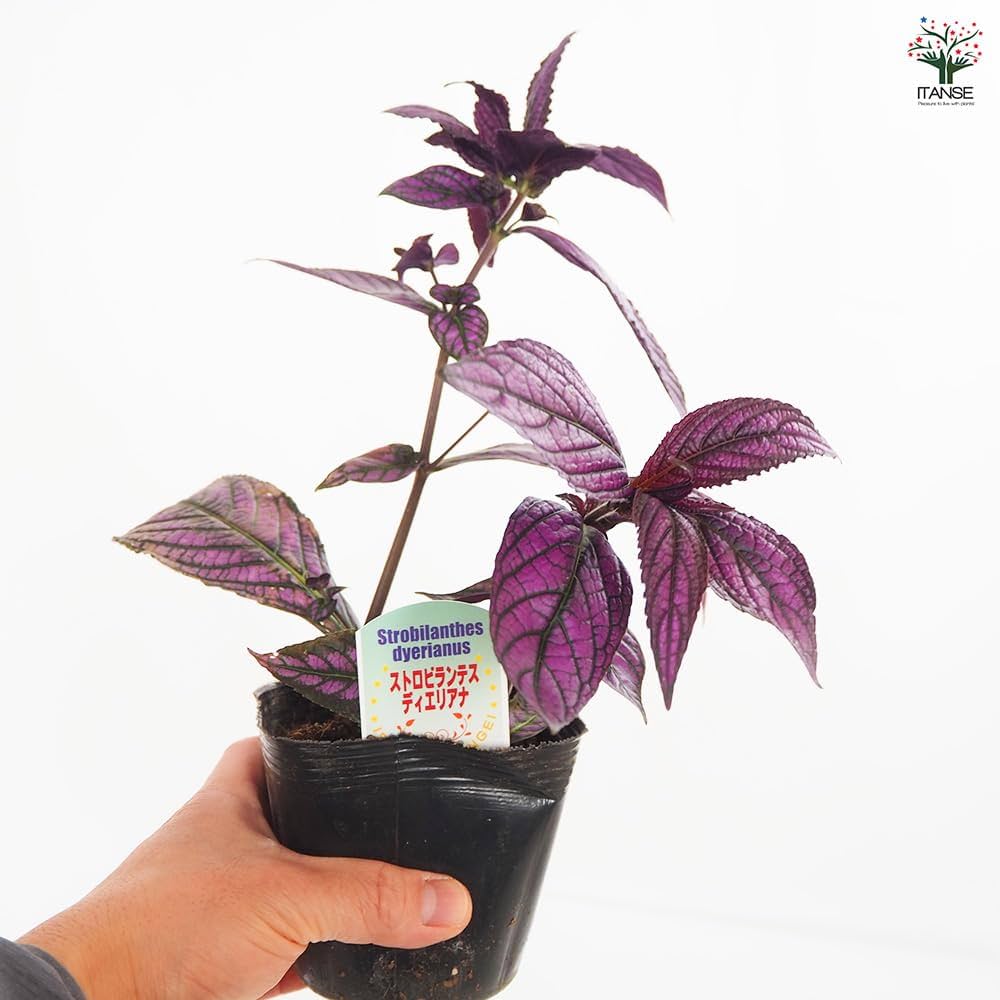 ストロビランティス ディエリアヌス 観葉植物/紫の葉(発根)/送料込み ストロビランテス デェリアナ☘️癒し色⭐️紫色約10cm 水挿し