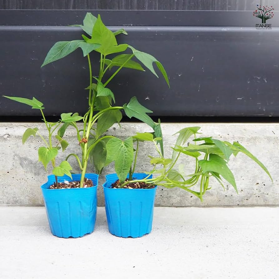 ふくむらさき苗800本tshuhama ふくむらさき苗800本tshuhama様専用