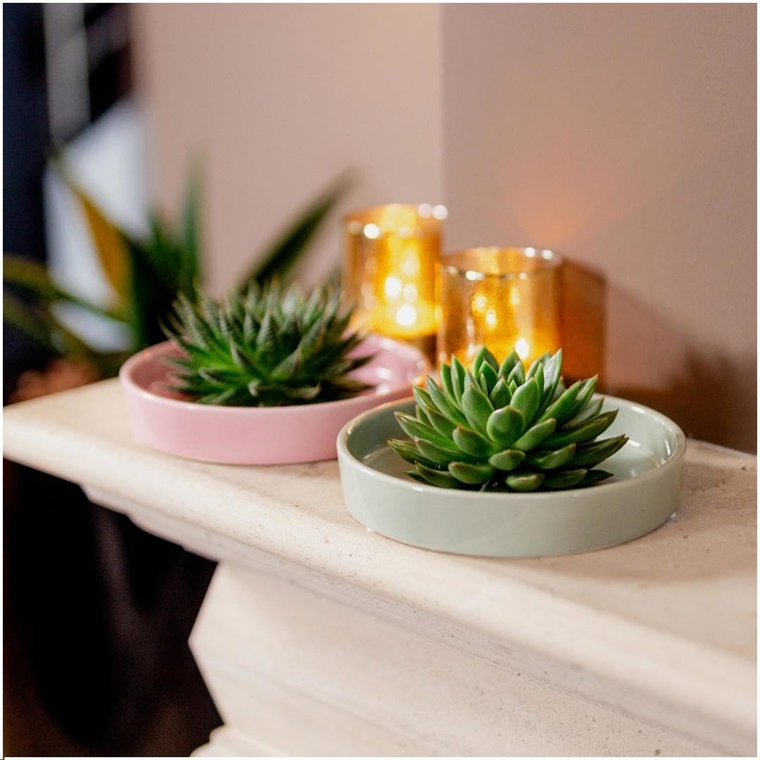 ROOTLESS by Aloe Demi | echte Sukkulent grn in grne Keramik Schale 20 cm  | Echeveria Pulidonis 12-14 cm - 5 cm | echte Sukkulent Pflanzen |  Succulenten | Kakteen | Sukkulent | Kaktus : Amazon.de: Garten