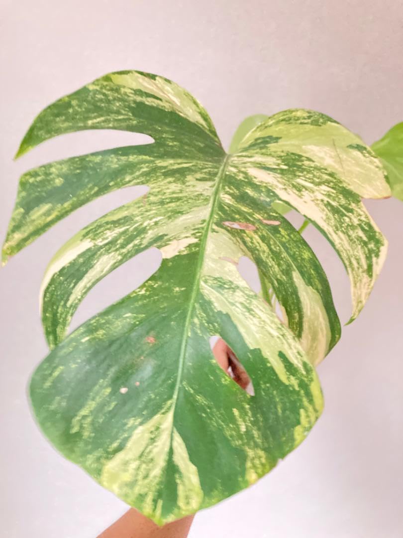斑入りモンステラ 黄斑オーレア お得な2株 4節分・