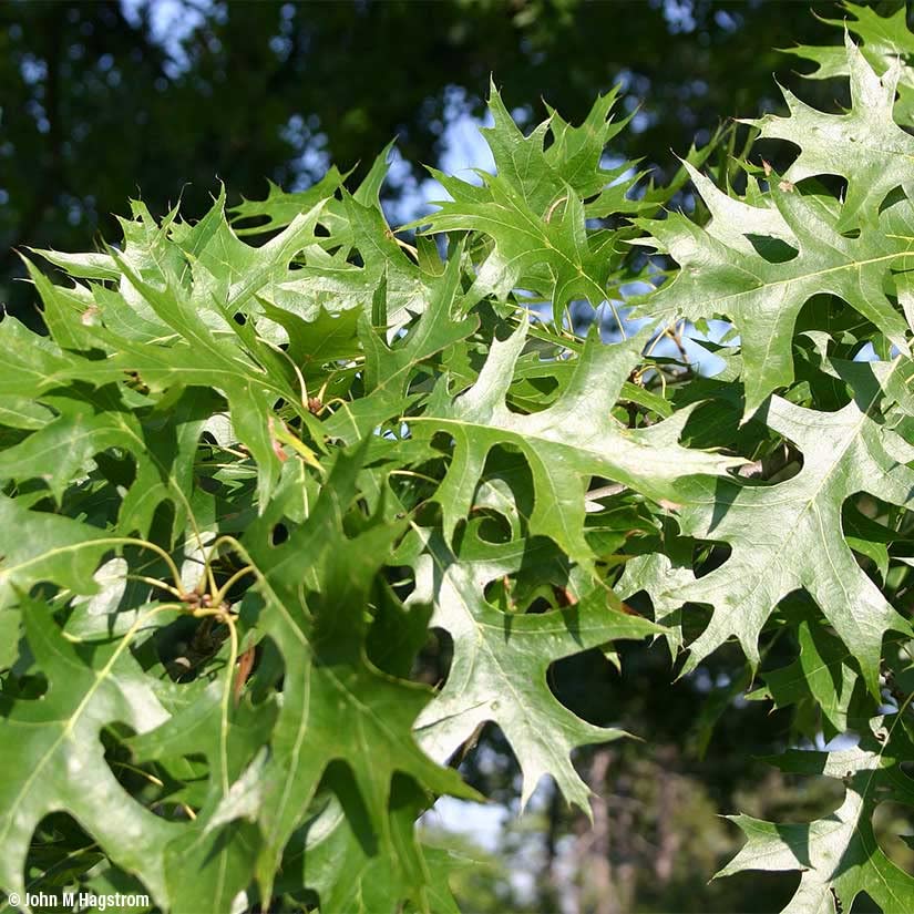 Pin Oak Trees for Planting | Live Tree Seedlings| (3 Trees) No Ship to California