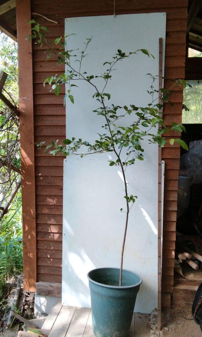 天然山取りクロモジ 大型苗木 250cm 天然山取りクロモジ 大型苗木