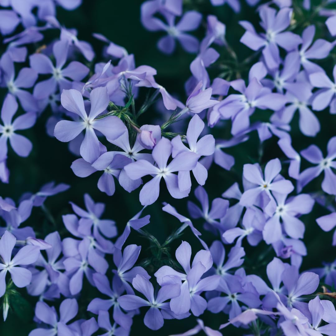 Phlox Subulata con Foglie Sempreverdi, Giardino Roccioso, Blu, Set da 48