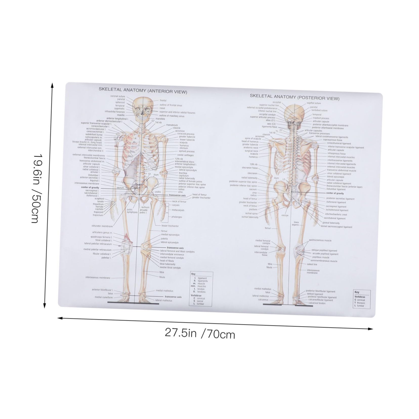 LAPYAPPE 1Pc Human Skeletal Muscle Anatomy Poster Educational Chart for Body Structure Teaching Aid for Classroom Laboratory and Office Decor