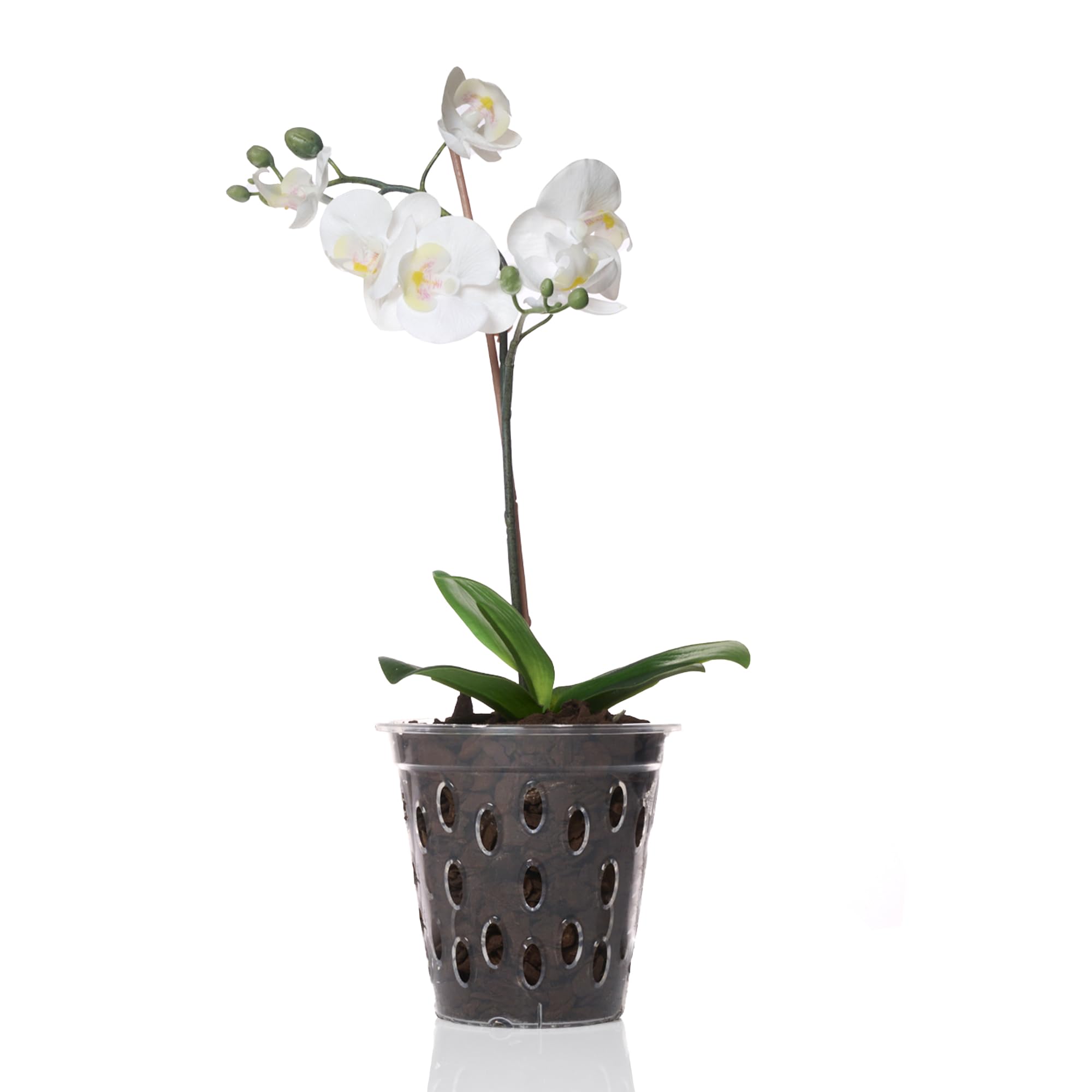 Kalapanta Maceta Transparente para orquídeas con Agujeros y Fondo Elevado - (Ø 14 cm, 5)