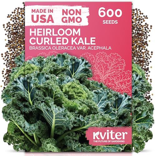 KVITER 600 Vates Blue Scotch Curly Kale Seeds (Brassica oleracea) Curled Green Kale Seed Packets Heirloom Seed Outdoor & Indoor Home Garden Cold Hardy Dwarf Vegetable Seeds for Planting