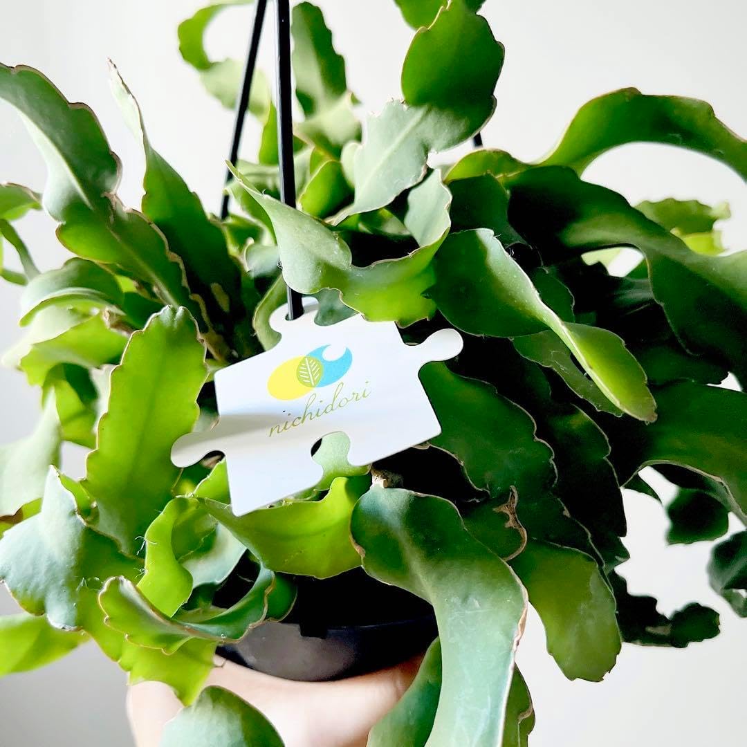 希少》エピフィラム くリソカルディウム ハンギング 観葉植物 calmcafe