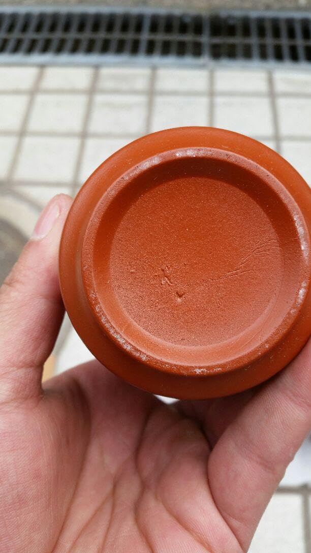 湯飲み□黄瀬戸 五陶 8客 煎茶碗 湯呑み茶碗 箱付き お茶道具