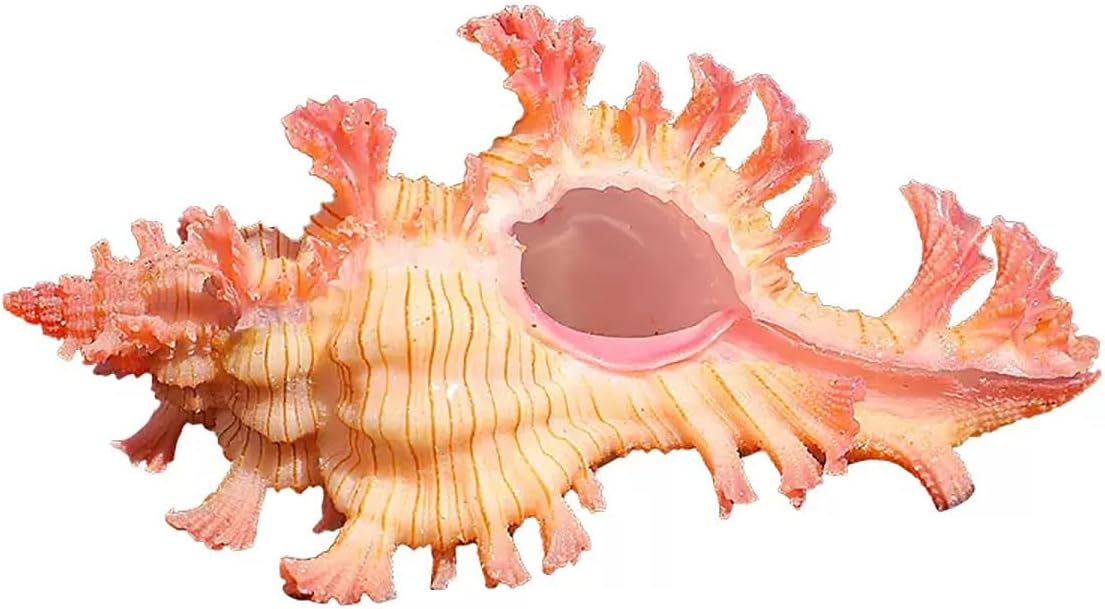 Large Natural Conch Shell ,Ocean Conch, Shells Thousand-Hand Snail 3.5-4Cm Natural Conch Perfect for Wedding Decor Beach Theme Party, Home Decorations,DIY Crafts, Fish Tank And Shell Collectors
