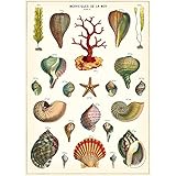 Cavallini & Co. Merveilles De La Mer Decorative Decoupage Poster Wrapping Paper Sheet