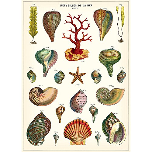 Cavallini Decorative Paper - Marveilles de La Mer 20