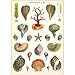 Cavallini & Co. Merveilles De La Mer Decorative Decoupage Poster Wrapping Paper Sheet