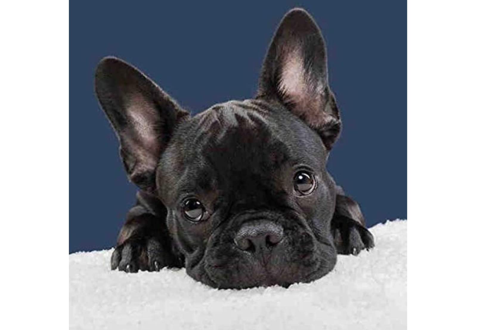 Cross Stitch Kits for Adults,French Bulldog,11CT Cross Stitch Kits,Stamped Embroidery Kits for Beginners,Easy Hand Fabric Craft Kits for Adults UK 40x50cm