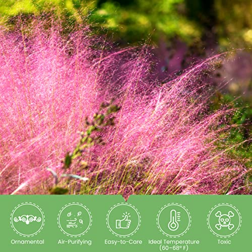 American Plant Exchange Live Pink Muhly Grass With Pink Flowers, Ornamental Grass, Plant Pot For Home And Garden Decor, 10" Pot #TOP5