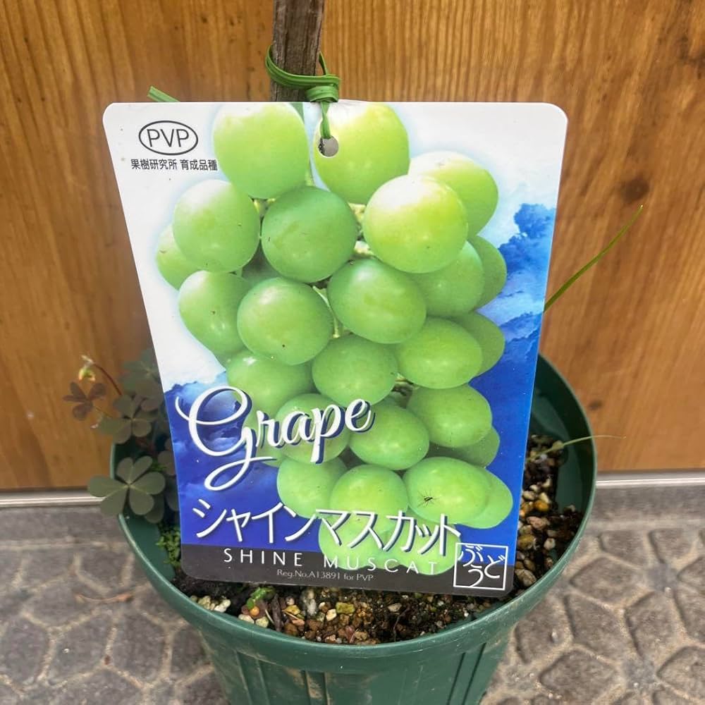 Amazon.co.jp: シャインマスカット苗木 : DIY・工具・ガーデン