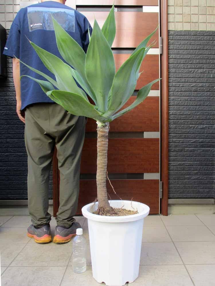 フィカス 観葉植物 ねじれた幹 フィカス 観葉植物 ねじれた幹 フィカススパイラルツリー-フェイク
