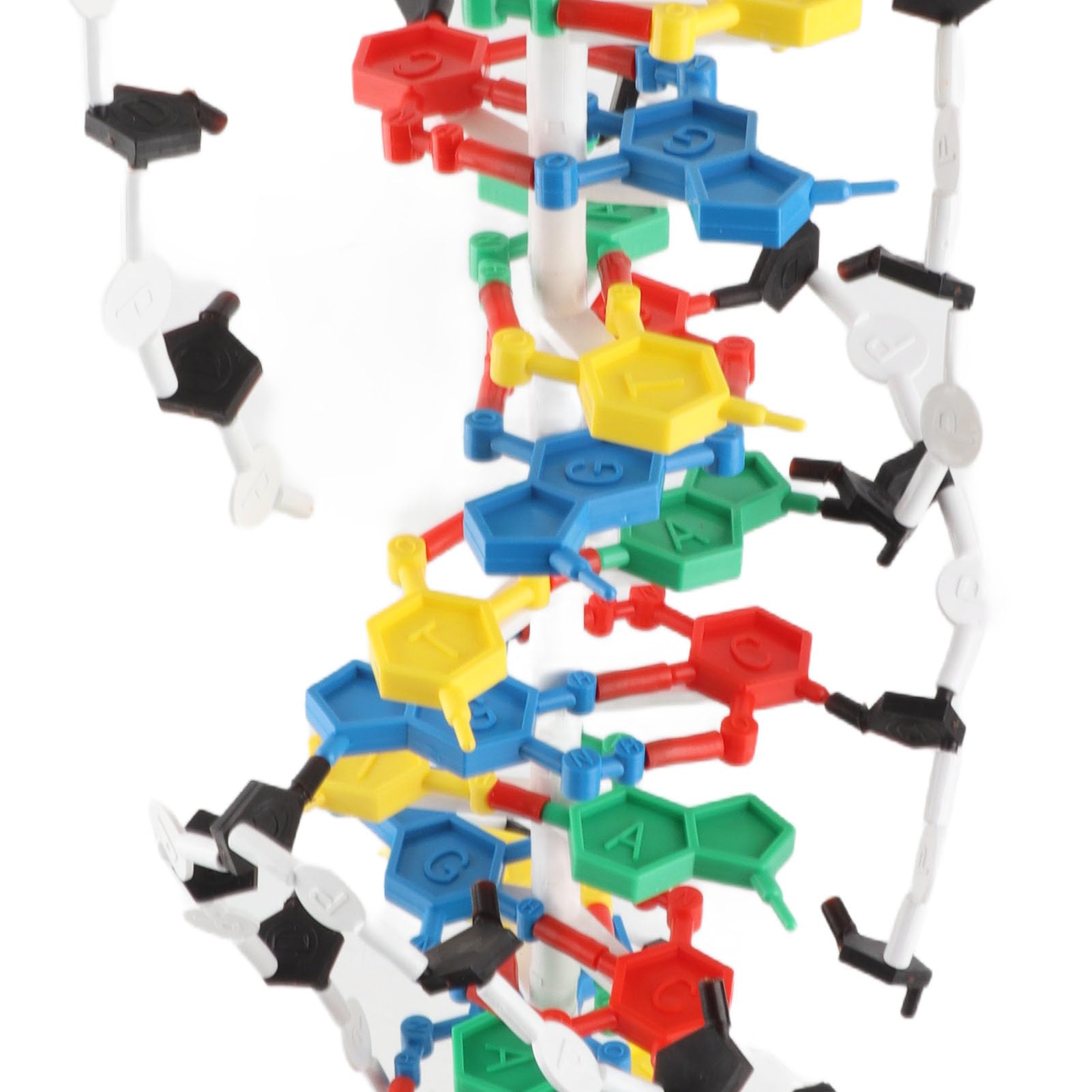 Modelo de Estructura de ADN de Plástico, Herramienta Educativa Detallada de Doble Hélice para Clases de Biología, Diámetro de 10A